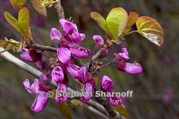 cercis occidentalis 3 graphic